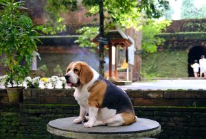 Veel te zware hond