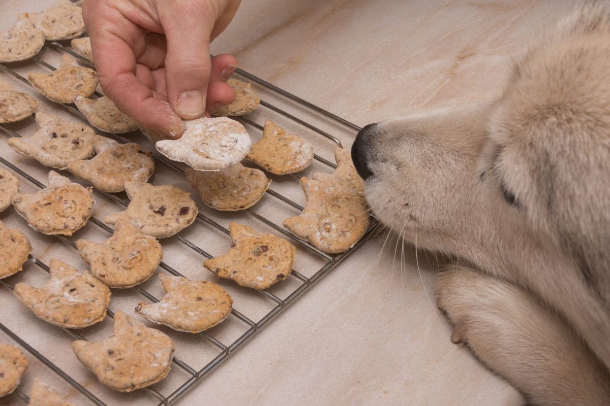 Hond en snacks