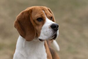 Hondenras Beagle