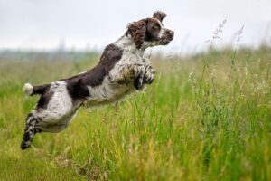 Engelse Springer Spaniël