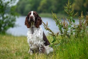 Engelse Springer Spaniël