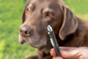 Tekenbeet hond