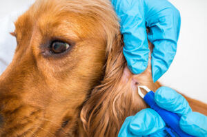 Tekenbeet hond