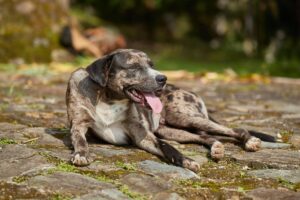 Hond die hittestress vertoont