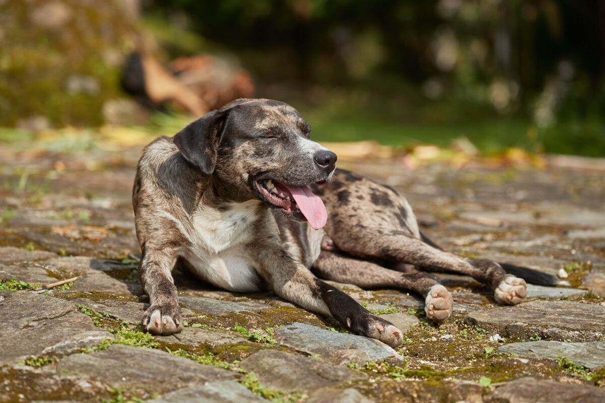 Hond die hittestress vertoont