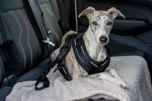 Autogordel voor hond