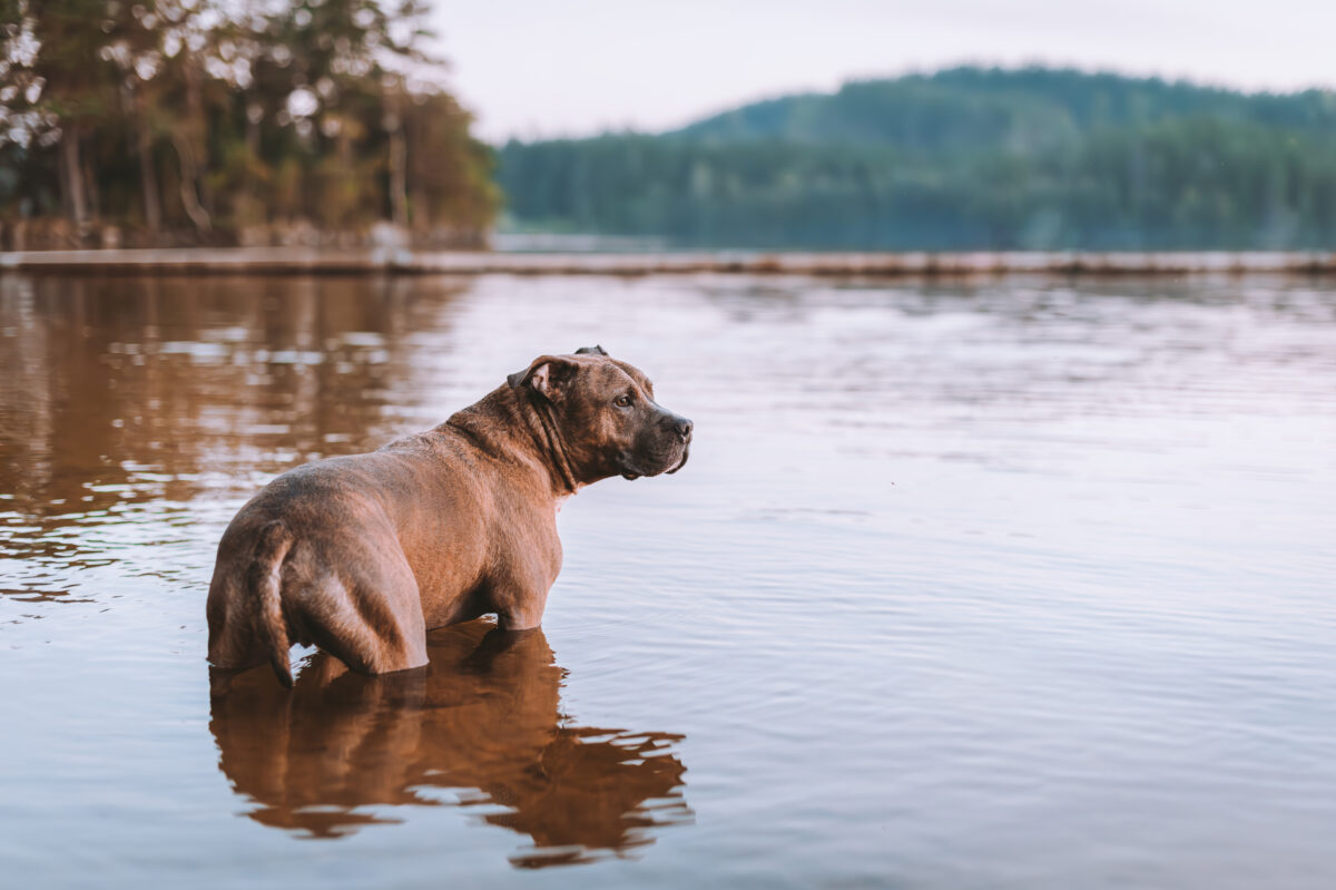 Hond pootje baden