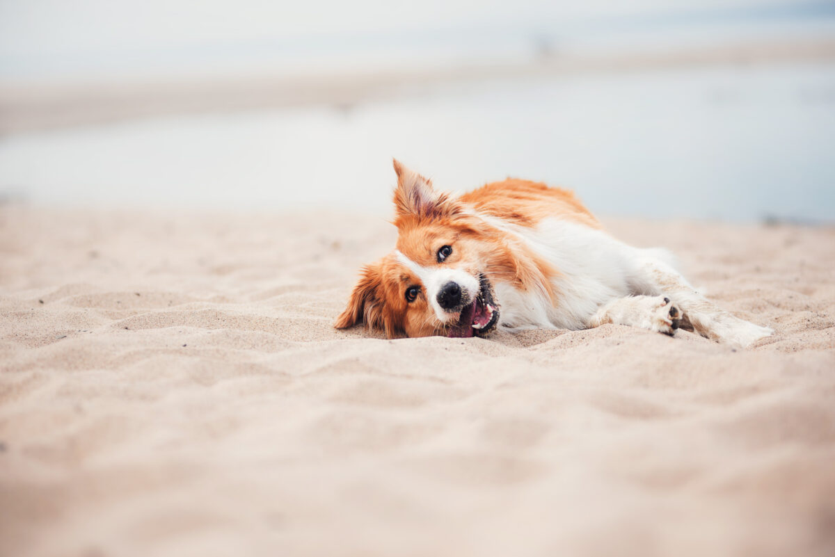 Gevaren aan zee voor jouw hond