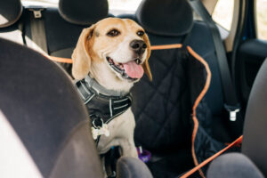 Veilig vervoeren hond