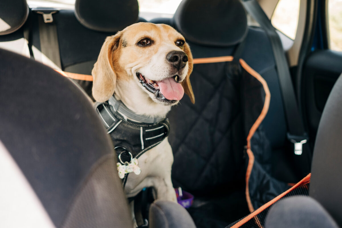 Veilig vervoeren hond