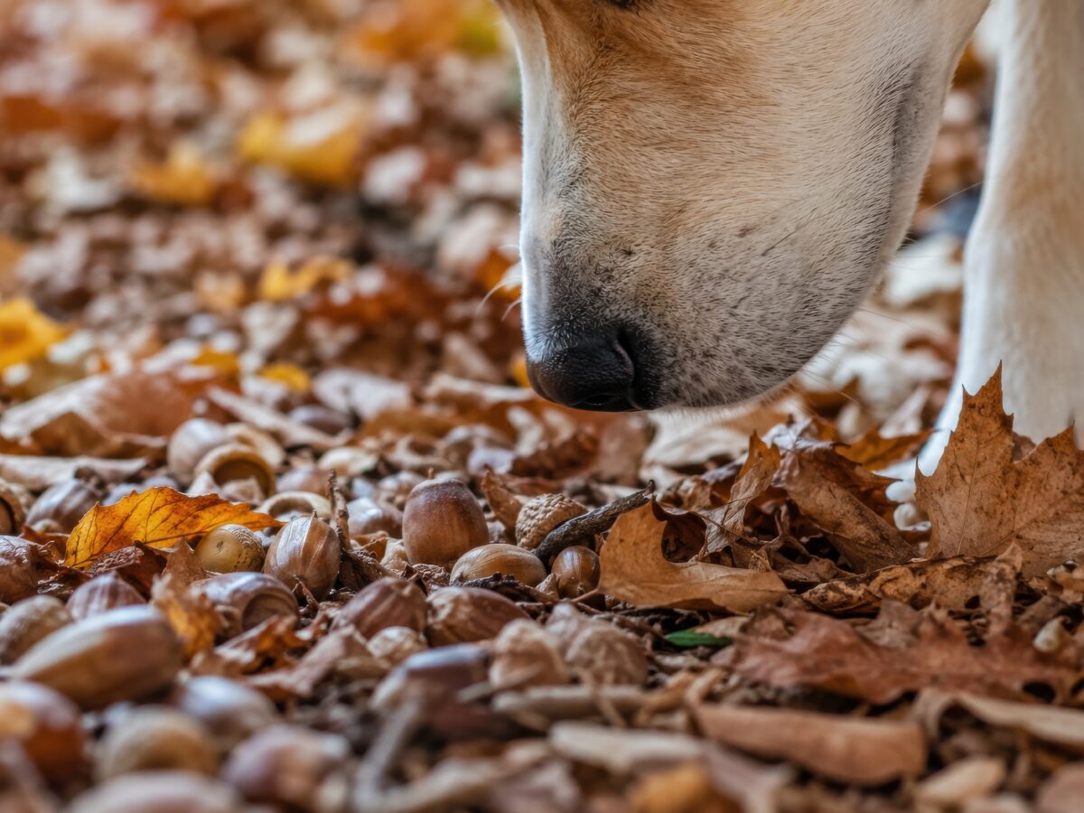 Pas op met eikels deze zijn giftig voor honden