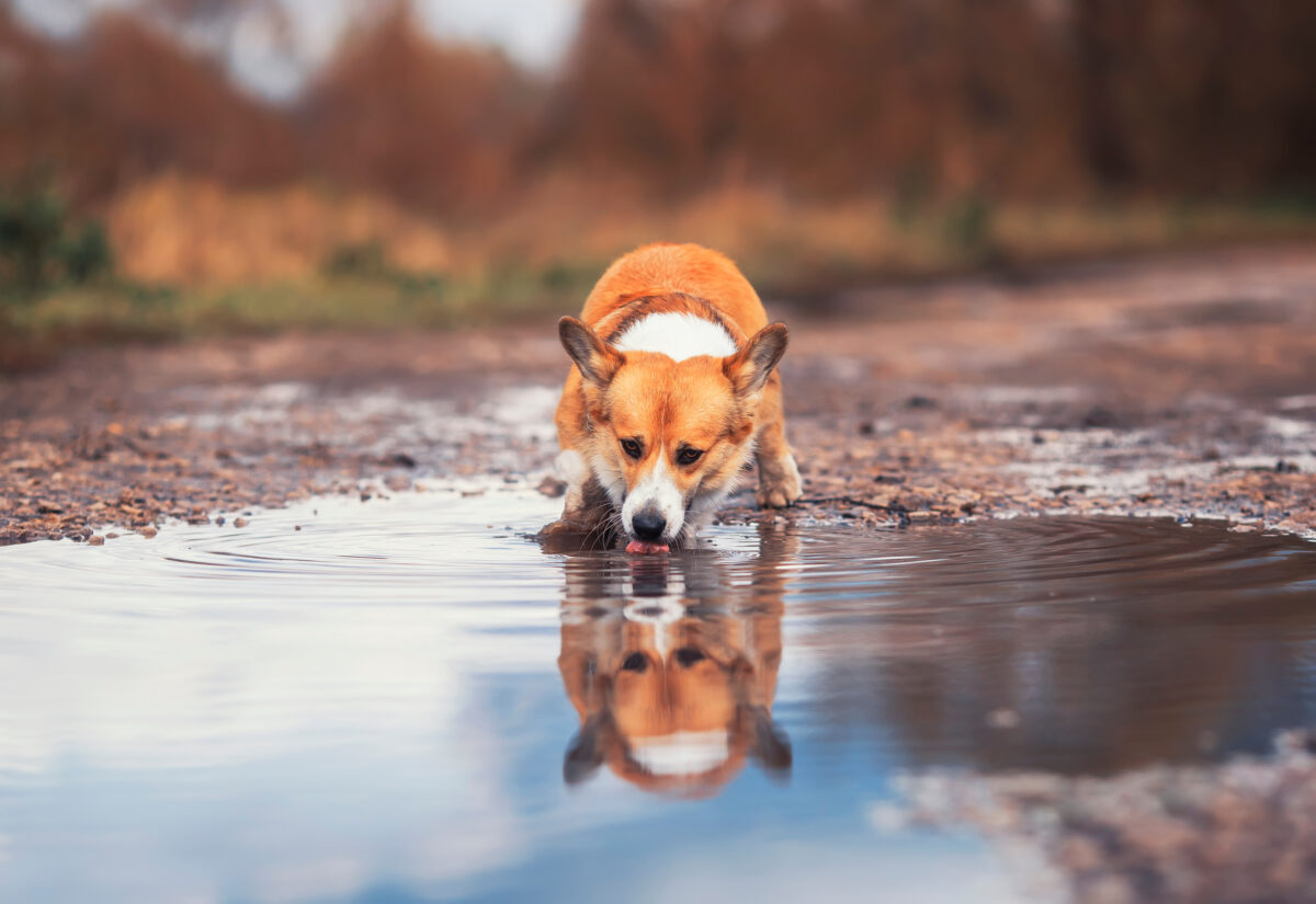 De bacteriën zitten in stilstaand water. Een bron zijn plassen