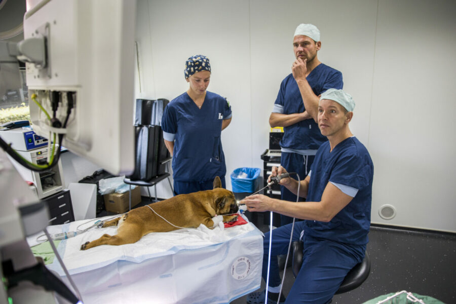 Spyke heeft moeite met ademhalen en heeft verschillende andere klachten zoals aan gewrichten en oren. Hij wordt geopereerd aan zijn gehemelte en neus.  Een groot gedeelte van de werkzaamheden van deze specialistische dierenkliniek in Utrecht staat uit het opereren van hondjes met korte neus, brachycephale hondjes met hun typische problemen aan luchtweg, oren, huidplooi, staart en rug/nekhernia's. 
foto:Arie KievitSpyke heeft moeite met ademhalen en heeft verschillende andere klachten zoals aan gewrichten en oren. Hij wordt geopereerd aan zijn gehemelte en neus zodat hij beter kan ademhalen. Een groot gedeelte van de werkzaamheden van deze specialistische dierenkliniek in Utrecht bestaat uit het opereren van deze hondjes. Kosten operatie voor Spyke €2400. Deze kosten zijn veelal niet te verzekeren.  Kortsnuitige hondenrassen – zoals de mopshond en Franse bulldog – zijn zo ver doorgefokt dat de meeste honden van dit type levenslang lijden onder tal van fysieke en erfelijke aandoeningen. Veel dieren zijn altijd benauwd, hebben oogziektes, huidontstekingen en hernia’s. Hun baasjes zijn vaak slecht geïnformeerd en krijgen daardoor onverwachts te maken met hoge rekeningen voor medische behandelingen.
foto:Arie KievitSpyke heeft moeite met ademhalen en heeft verschillende andere klachten zoals aan gewrichten en oren. Hij wordt geopereerd aan zijn gehemelte en neus zodat hij beter kan ademhalen. Een groot gedeelte van de werkzaamheden van deze specialistische dierenkliniek in Utrecht bestaat uit het opereren van deze hondjes. Kosten operatie voor Spyke €2400. Deze kosten zijn veelal niet te verzekeren.  Kortsnuitige hondenrassen – zoals de mopshond en Franse bulldog – zijn zo ver doorgefokt dat de meeste honden van dit type levenslang lijden onder tal van fysieke en erfelijke aandoeningen. Veel dieren zijn altijd benauwd, hebben oogziektes, huidontstekingen en hernia’s. Hun baasjes zijn vaak slecht geïnformeerd en krijgen daardoor onverwachts te maken met hoge rekeningen voor medische behandelingen.
foto:Arie Kievit