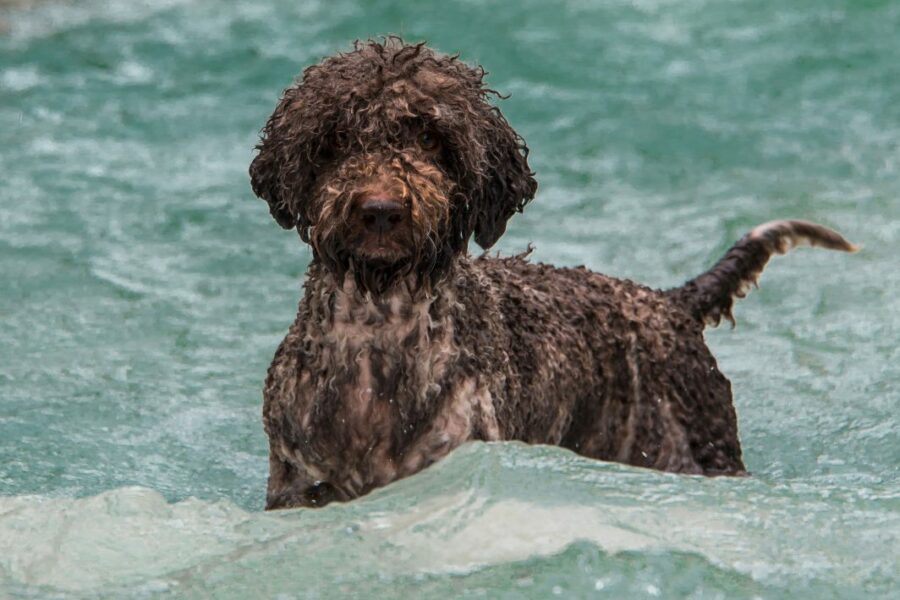hond in water