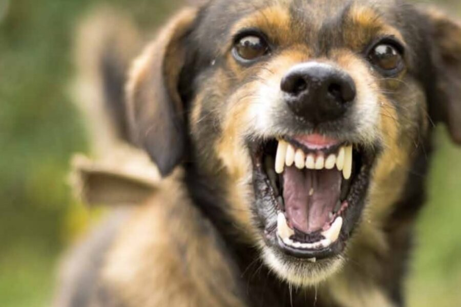 Agressie hond