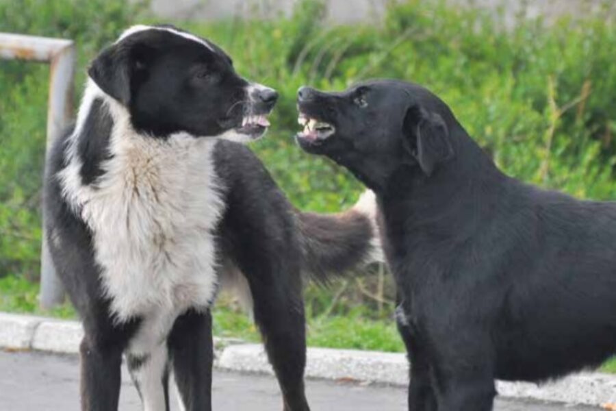 Agressie bij honden