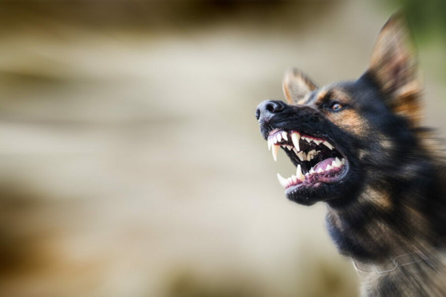 Aggressive,Dog,Shows,Dangerous,Teeth.,German,Sheperd,Attack,Head,Detail.