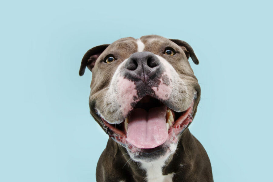 Portrait,Happy,Smiling,American,Bully,Dog.,Isolated,On,Blue,Background.