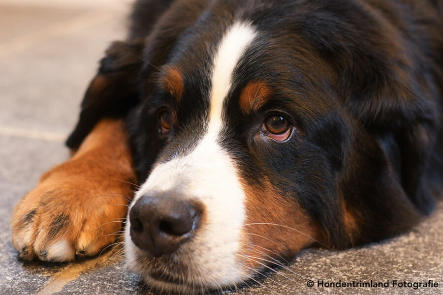 Coronavirus en honden