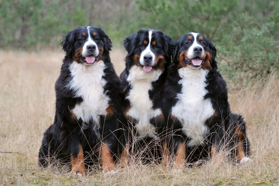 Berner Sennenhond