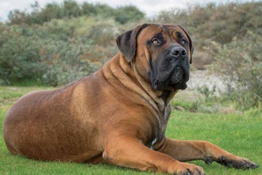 Boerboel: waaks, zelfverzekerd en 