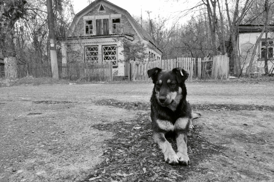 Chernobyl_Dogs_DOGS