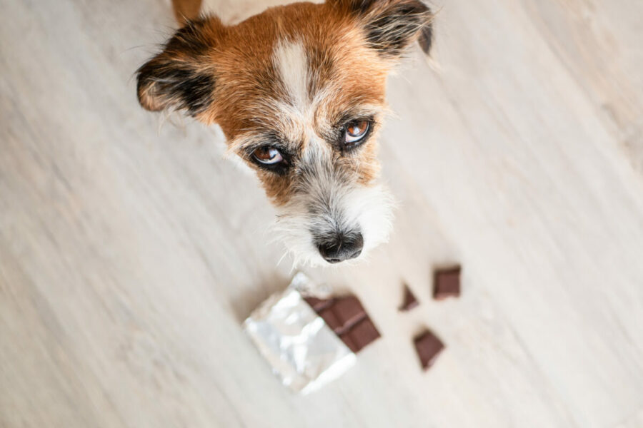 Little,Terrier,Dog,With,Chocolate,Sitting,On,The,Ground