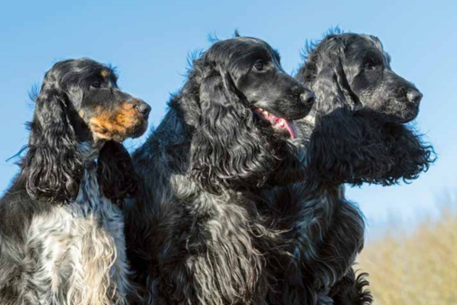 Cocker Spaniel