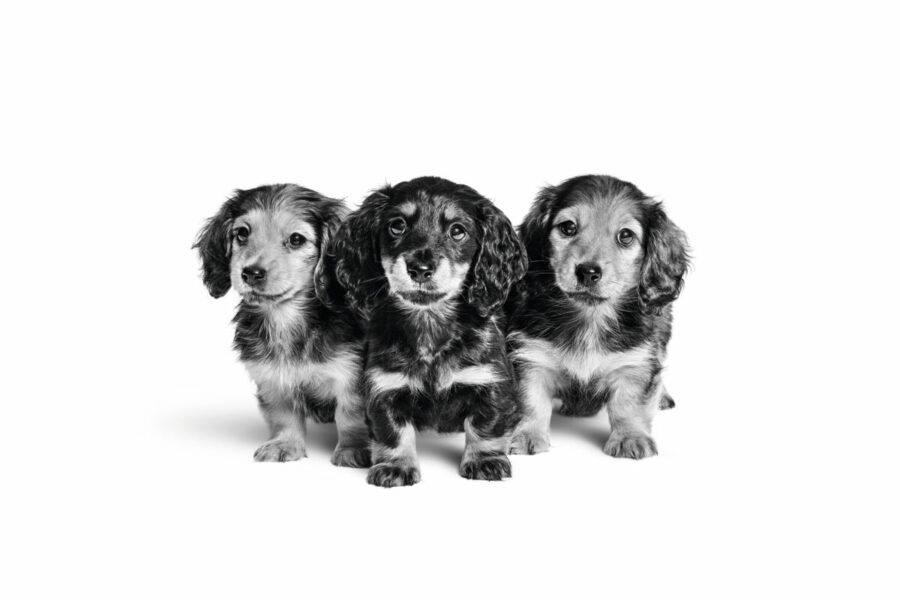 DACHSHUND_PUPPY___BIRTH___GROWTH_-_BREED_EMBLEMATIC_High_Res.___Print_43059