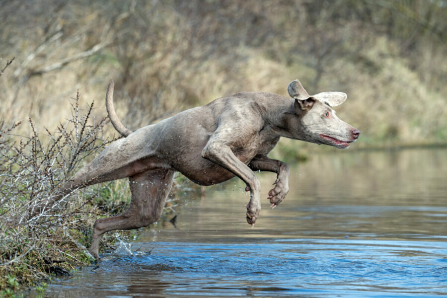 Weimaraner