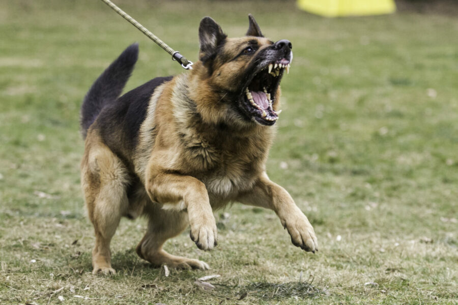 Aggressive,German,Shepherd