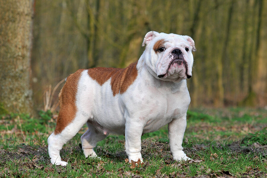 Engelse Bulldog