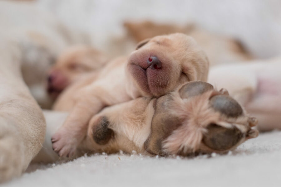 Newborn,Labrador,Retriever,Puppy,Sleeps,On,Mother's,Paw
