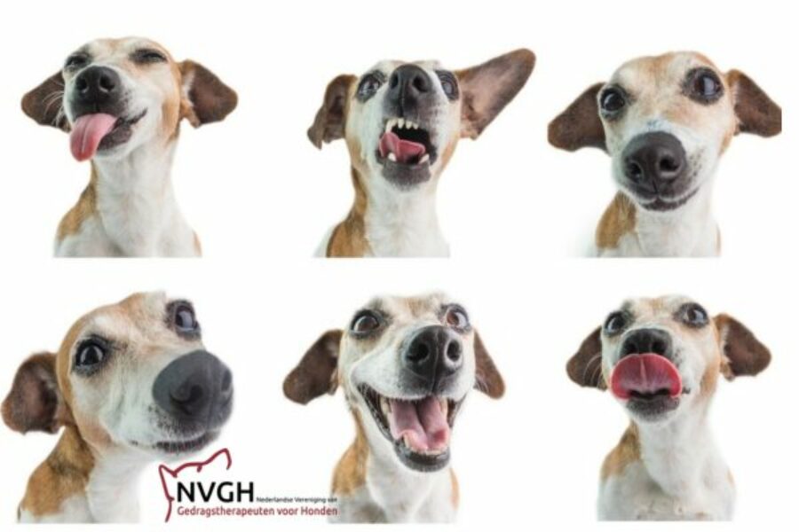 Foto artikel homepage Onze Hond - NVGH