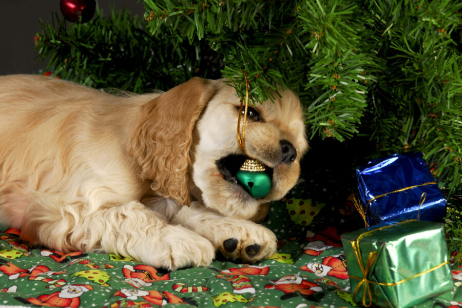 Cocker,Spaniel,Puppy,Chewing,On,Christmas,Ornaments,Under,Tree