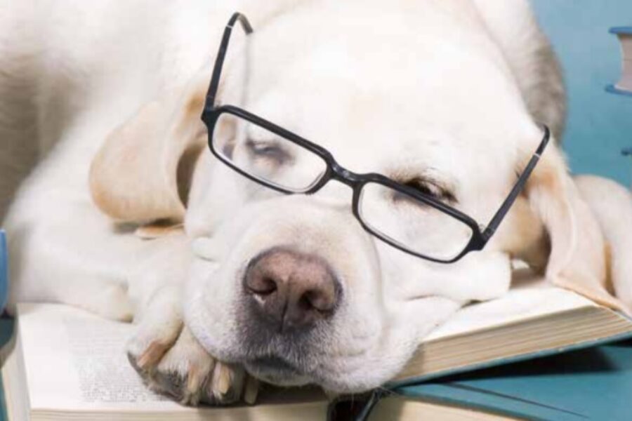 Hond met bril