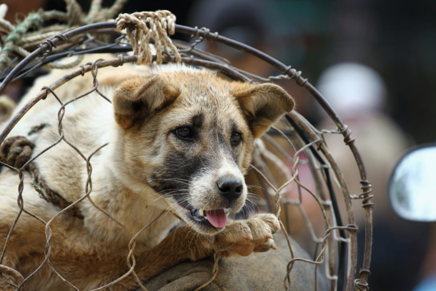 Dog,In,Cage,,The,Dog,Trade,In,Vietnam,Market,,Vietnamese