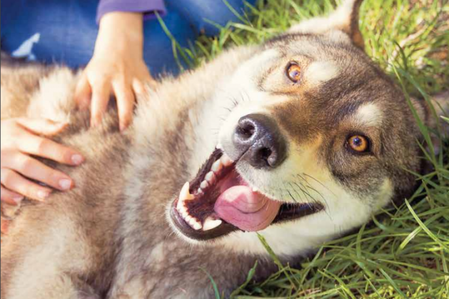 Onze Hond Artikel Over Kinderen Op Straat En Omgaan Met Je Hond