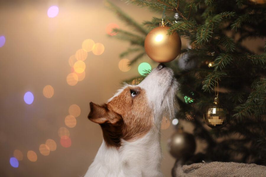 Happy,New,Year,,Christmas,,Jack,Russell,Terrier.,Holidays,And,Celebration,