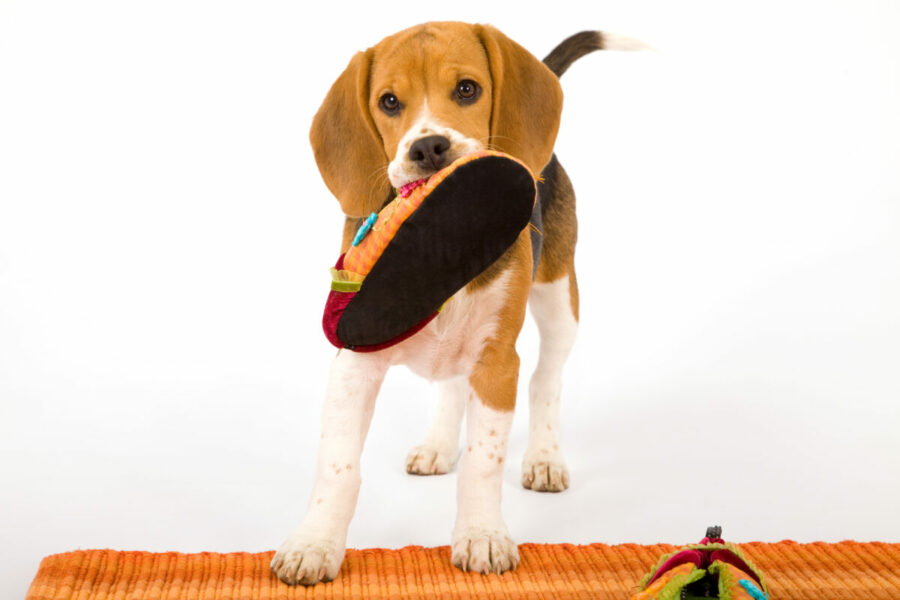 Naughty,Beagle,Puppy,With,Slipper,Shoe,On,White,Background