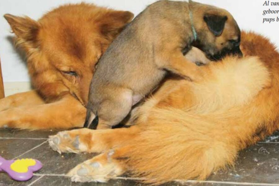 Moeder en pup