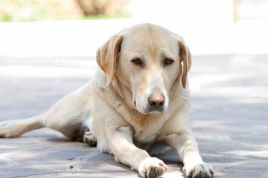 Waaraan kun je herkennen dat een hond pijn heeft? Onze Hond