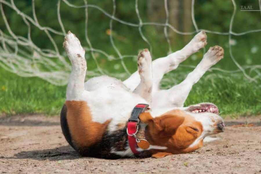 Rollen in iets vies Onze Hond