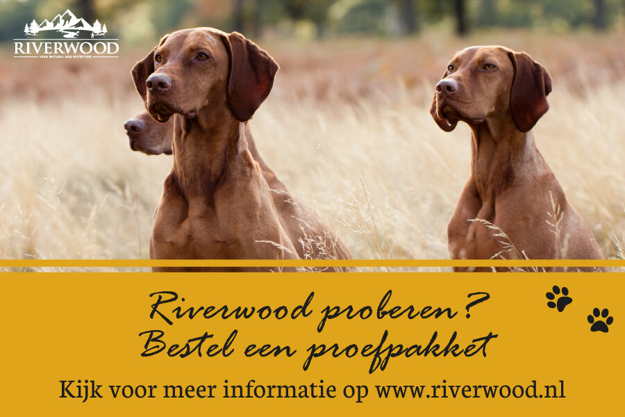 Riverwood-Hond-Advertorial-Afbeelding---Onze-Hond