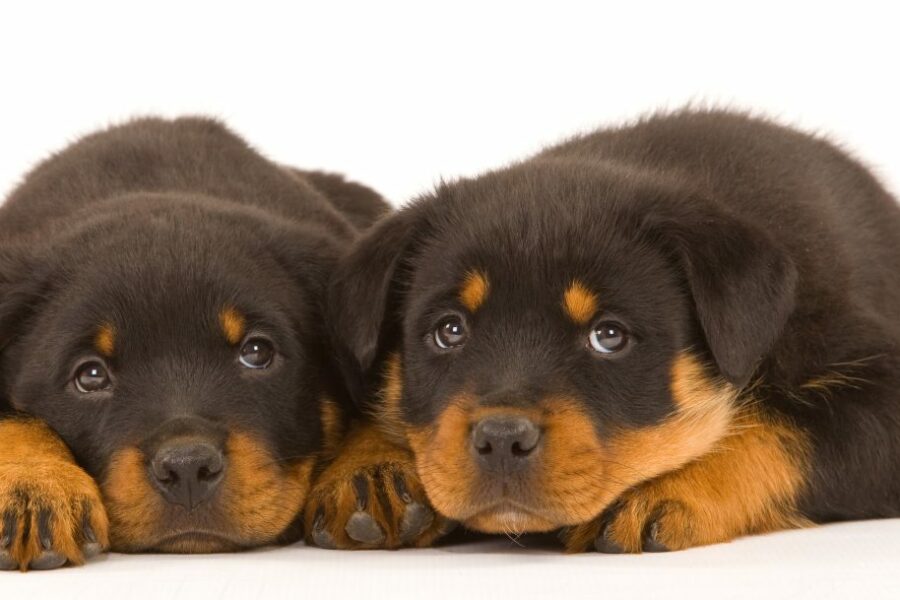 Rottweilers