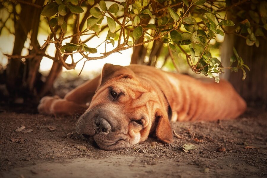 Out,Of,The,Sun,,A,Shar,Pei,Tries,To,Rest
