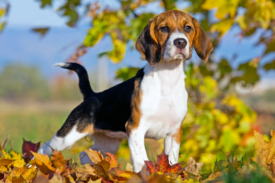 Historisch portret: De Beagle Onze Hond