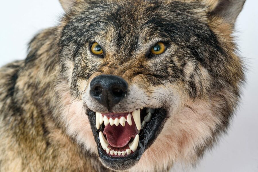 Shutterstock wolf