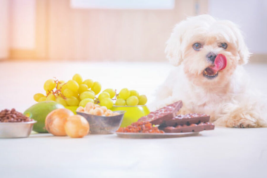 Etenswaren die giftig zijn voor honden. Foto: Shutterstock