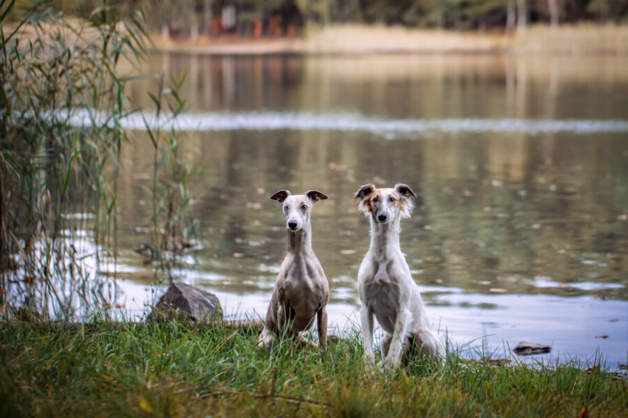 Short,Hair,Whippet,And,Long,Hair,Whippet